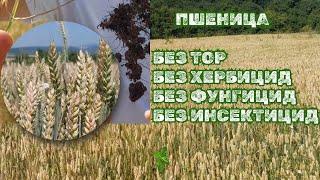 Пшеница с почти никакви разходи - Без тор без хербицид без фунгицид и без инсектицид