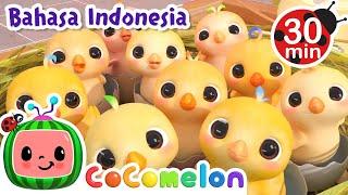 Berhitung Angka dengan Anak Ayam  CoComelon  Lagu Anak  Moonbug Kids Indonesia  Nursery Rhymes