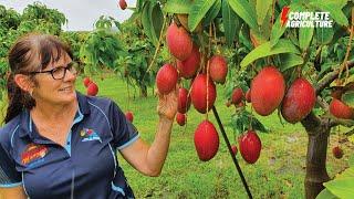 How American Farmers Harvest Thousands Of Tons Of Mango Fruits - Mango Harvesting United States