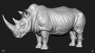 Rhino sculpt Zbrush