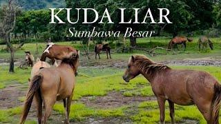 ⁉️Kuda Liar Sumbawa Besar  Musim Semi 