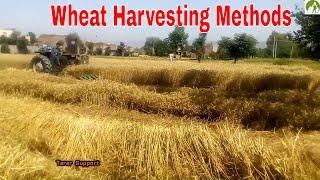 Wheat Harvesting Methods Complete Process in Pakistan