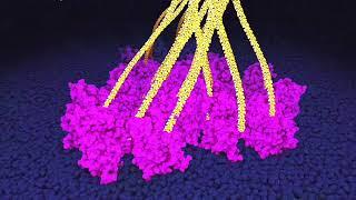 Cellulose synthesis by plant cells. Powers of ten zoom.