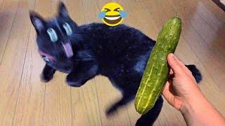 Funny cats scared of cucumbers  cat vs cucumber compilation  Gatos VS pepinos