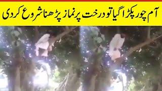 Aam Chor ke Darkht Tree par Namaz Viral Video in Pakistan