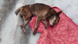 Dragging his body in cold snow over a week the three legged dog cried and begged until collapsed