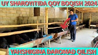 Uy sharoyitida qoy boqish sirlari 2024 qoydan foyda olish