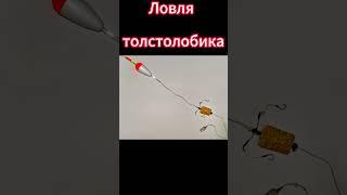 Ловля толстолобика