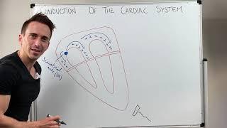 Heart Conduction & ECG EKG Interpretation