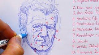 The Must Know Landmarks of the Face for Portrait Artists