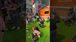 Lovable Puppy - Bring Love Home Times Square New York City #puppy #love #dog #dogs #doglover