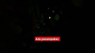 ada penampakan saat berburu ayam hutan sawit #bocahsemak