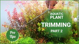 How to trim aquarium plants Part 2Planted Aquarium Trimming Part 2 Nature Aquarium Maintenance
