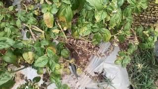 HOW TO HARVEST BASIL SEEDS