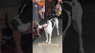 Great Dane in Key West