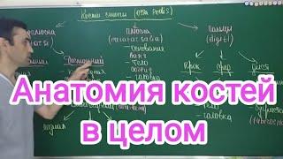 Анатомия 1 лекция.  Костей в целом. Вone anatomy