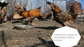 Апрельский Снегопад Павловские Брама Орловские #куры #pavlovskie_chickens #brahma #orloff #chickens