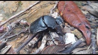 Gymnopleurus sp. - Dung Beetle  Mistkäfer