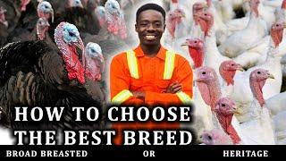 What is the Best Breed for Turkey Farming?