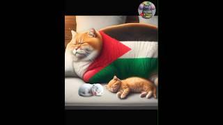Bahaya mengintai Ali Alif dan ibu kucing palestina saat tidur #sipistarrafi #raficatlover