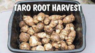 Growing Taro Root  Harvest From Containers & Raised Beds