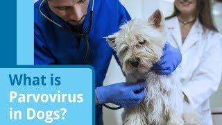 Parvovirus in Dogs Causes Symptoms and Treatment Options