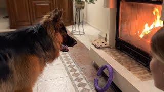 Brave German Shepherd Fights His Fear Of Fire