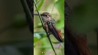 This is all I shot today #hummingbird #photography #canonphotography #birds #wildlife @CanonUSA