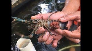 Cara Mudah Budidaya Lobster Air Tawar untuk Pemula