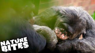 Female Chimpanzee Attacked By Dominant Male  Nature Bites