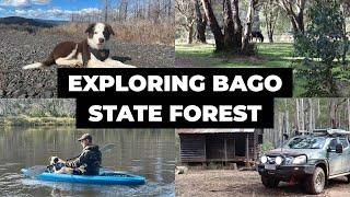 New Puppy New Set Up Brumbies & Emus - Exploring Bago State Forest