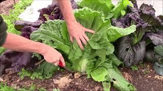 INTERCROPPING Cover Crops in the Fall Garden