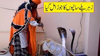 Ustad Muhammad Safdar Jogi Catching Big King Cobra Snake  New Video Naag Jogi