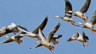 Migratory Bar headed Goose in India Team leader V.T Ingole Video by Shirishkumar Patil