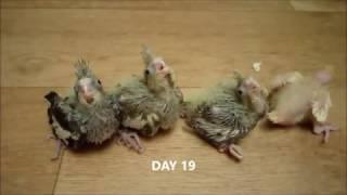 Grow cockatiel chicks