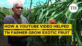 How a YouTube video helped TN farmer grow exotic fruit The Hindu