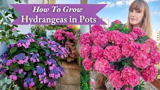 How To Grow Hydrangeas In Pots - Complete Care Guide