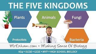 5 Kingdom Classification - GCSE Biology 9-1