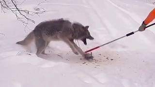 Man risks life to rescue trapped wolf but when it escapes he regrets it