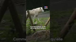 Une femme attaquée par les loups au zoo de Thoiry