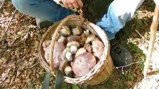 FUNGHI PORCINI... Le sorprese inaspettate