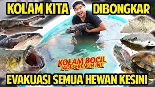 KOLAM DIBONGKAR TERPAKSA SEMUA HEWAN DIEVAKUASI KE KOLAM BOCIL INI SEMAKIN BESAR MAKHLUK KOLAM