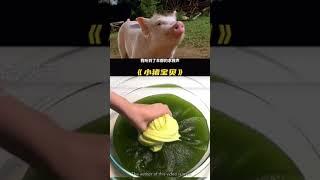 【玩泥看剧】小猪宝贝