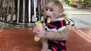 Baby Monkey SUGAR Has Fun in Garden