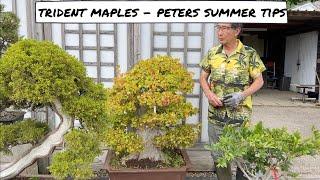 Trident Maples   Peters Summer Tips