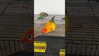 வாங்க நம்ம Aviary-ல புது African Love Birds விடலாம் 