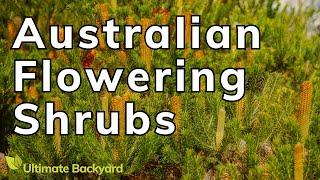 Australian Flowering Shrubs