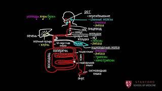 Пищеварительная система человека 2 часть из 4  Рост и обмен веществ  Медицина