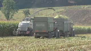 Claas Jaguar 970 mit Orbis 750.beim Mais   Ernten für die Biogas Anlage in Bad Blumau mit Case IH Pu