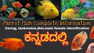 Blood parrot ಮೀನಿನ ಸಂಪೂರ್ಣ ಮಾಹಿತಿ caringdiettank matestank setup breedingMathsya jagattu